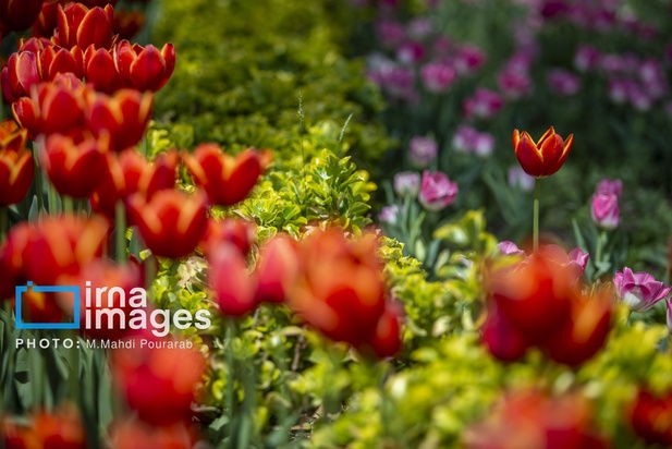 جشنواره لاله