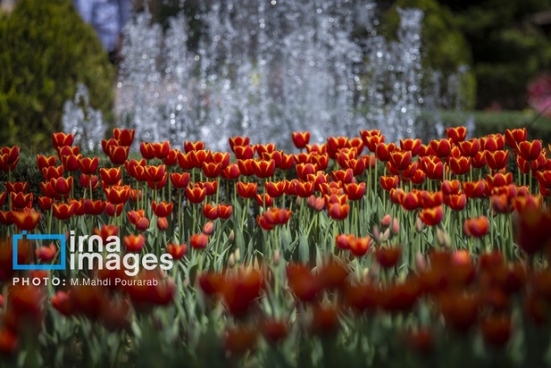 جشنواره لاله