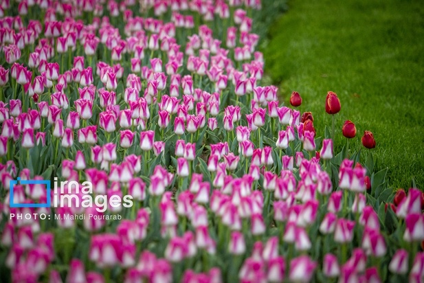 جشنواره لاله