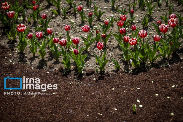 جشنواره لاله