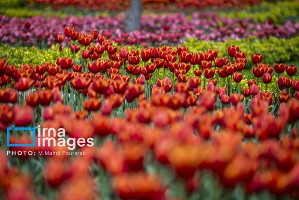 جشنواره لاله