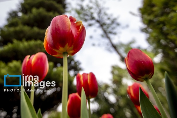 جشنواره لاله