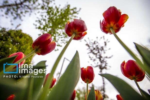 جشنواره لاله