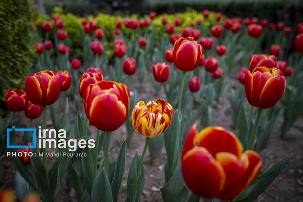 جشنواره لاله