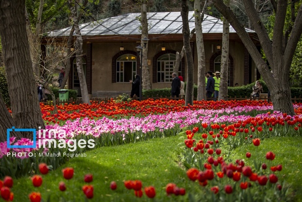 جشنواره لاله