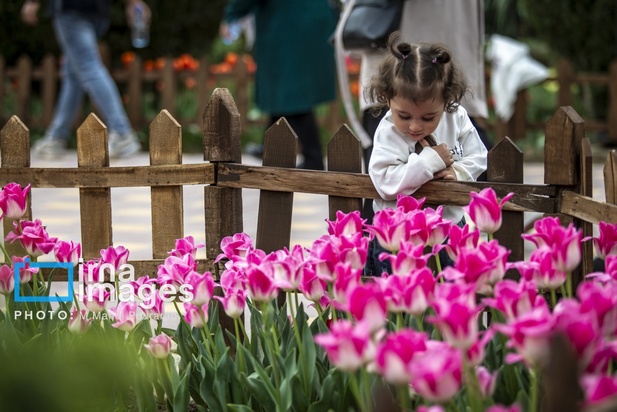 جشنواره لاله