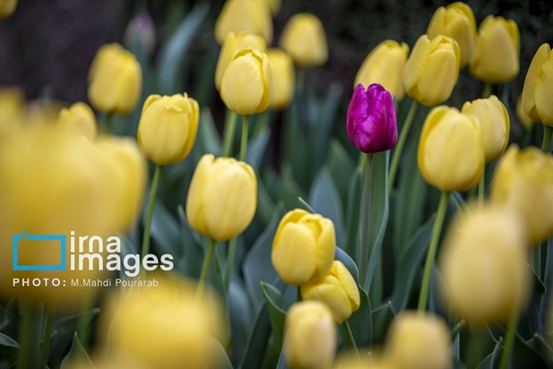 جشنواره لاله