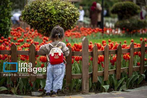 جشنواره لاله