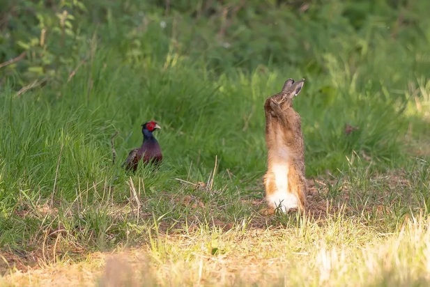 تصاویر دیدنی و بامزه از حیات وحش