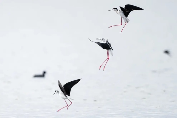 تصاویر دیدنی و بامزه از حیات وحش