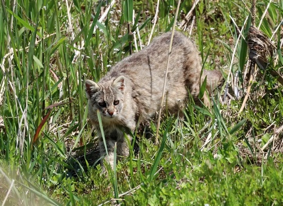 تصاویر دیدنی و بامزه از حیات وحش