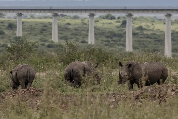 تصاویر دیدنی و بامزه از حیات وحش