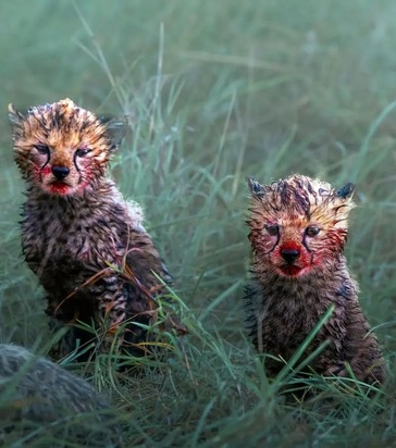 چهره خونی یوزپلنگ