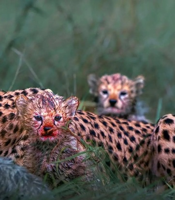 چهره خونی یوزپلنگ