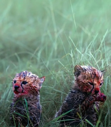 چهره خونی یوزپلنگ