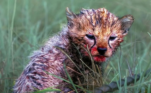 چهره خونی یوزپلنگ