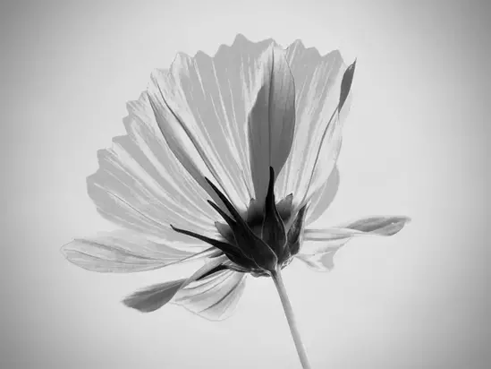 سیاه و سفید