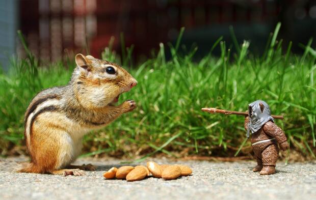 تصاویر بامزه حیوانات