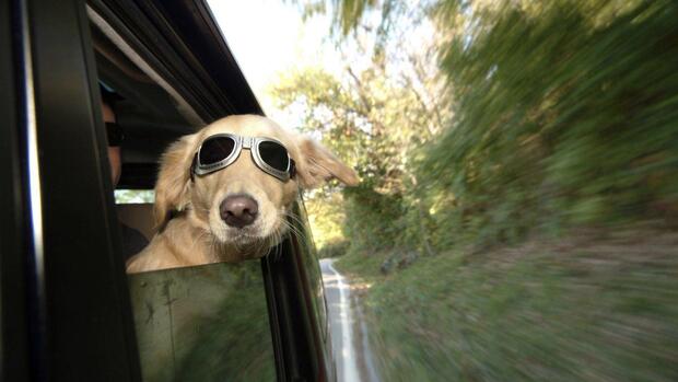 تصاویر بامزه حیوانات