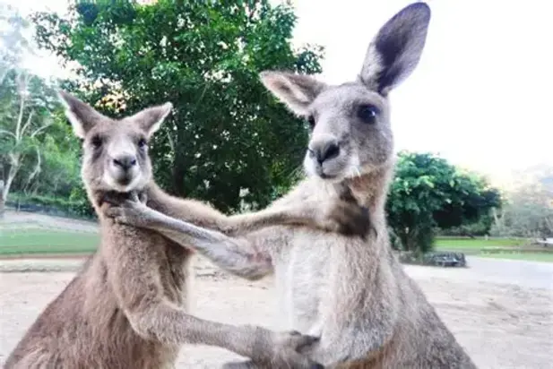 تصاویر بامزه حیوانات