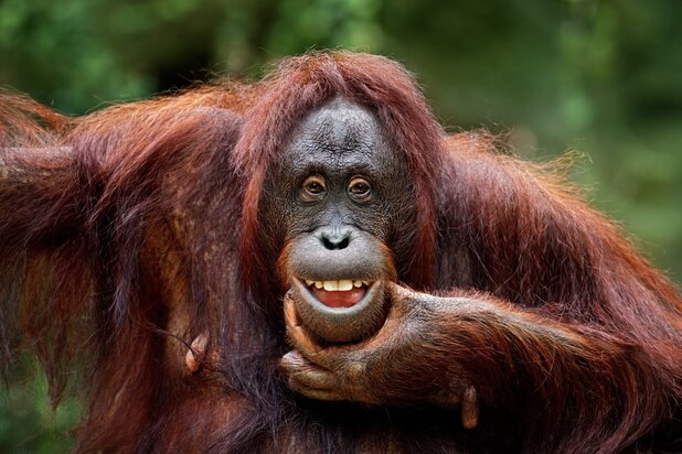 تصاویر بامزه حیوانات