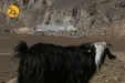 تهدید «چهارکوهِ» علویجه با ظهور معادن سنگ