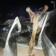 تصادف خونین پژو با چند شُتر +عکس