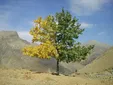 درختی که هم نشانه تابستان دارد و هم پاییز! +عکس