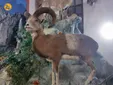 موزه حیات وحش هفت چنار