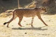 ببینید| مشاهده ۲ یوزپلنگ آسیایی در پل ابریشم سمنان