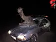 اخبار حوادث/ تصادف عجیب شتر با پژو + عکس