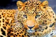 حمله پلنگ به چوپان در خراسان شمالی