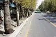 صحنه وحشتناک بالارفتن موش‌ها از درخت در خیابان های تهران! +فیلم