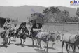 الاغ سواری در خیابان شریعتی تهران! +عکس
