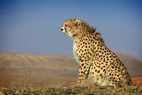 مشاهده تلما، یوز آسیایی و توله‌هایش در توران + عکس