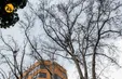 قتل عام چنارهای طولانی‌ترین خیابان خاورمیانه