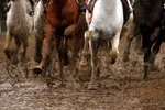 کورس سوارکاری قهرمانی زمستانه گنبدکاووس