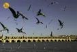 میزبانی زاینده رود از پرندگان مهاجر