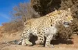 محاصره پلنگ نادر ایرانی توسط سگ‌های ولگرد!