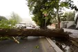 لحظه سقوط درخت روی پژو به دلیل طوفان وحشتناک