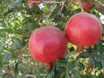 تصاویر انارچینی در روستای فیروزکوه