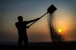 زمان پرداخت مطالبات گندمکاران مشخص شد