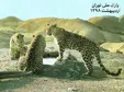 پلنگ ایرانی در پارک ملی توران