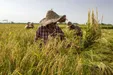 گمشده جدید؛ ۳میلیون تن ذرت با ارز ۴۲۰۰تومانی
