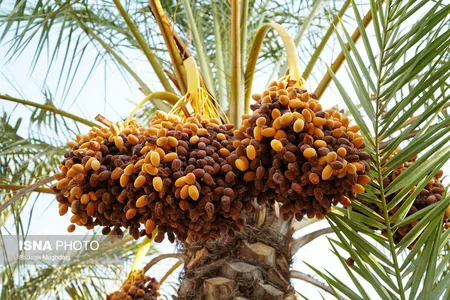 تصاویر برداشت خرما (مخ بُرون) در بوشهر
