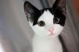 گربه هم در صداوسیما جزو خطوط قرمز شد! +فیلم