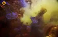 جشن رنگ ها در هند