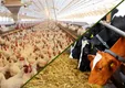 واردات ۷۵ درصد خوراک دام در انحصار یک نفر