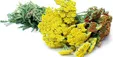 گیاه شگفت انگیز/درمان کم خونی و کبد چرب/ بیماری‌های پوستی تا خواص ضد افسردگی و رفع یبوست و بواسیر