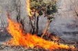 یک هزار و ۴۰۰ هکتار جنگل و مرتع در خوزستان طعمه آتش شده است / بیشتر آتش سوزی‌ها عمدی بوده است